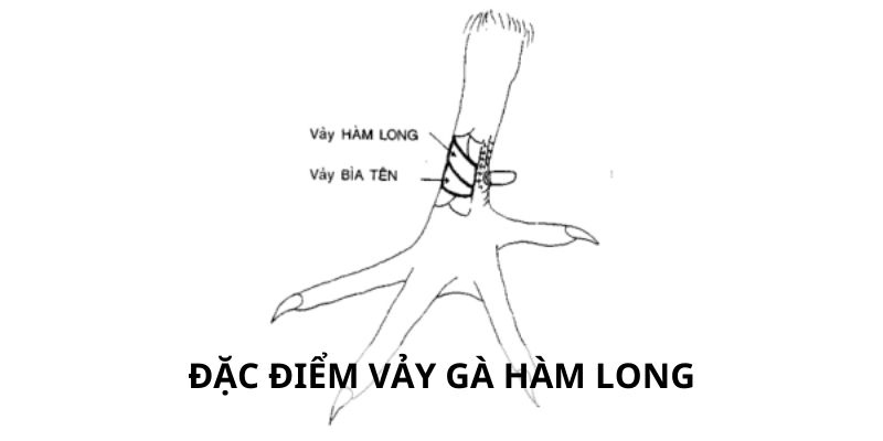 Vảy Hàm Long - 3 Lý Do Nên Chọn Gà Hàm Long Khi Đấu Kê Đặc điểm nhận dạng vảy hàm long