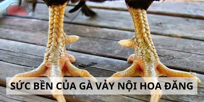 Vảy Nội Hoa Đăng - Đặc Điểm Và Cách Nhận Biết Cực Chuẩn Đánh giá sức bền