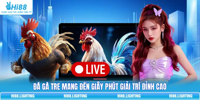Đá Gà Tre Là Gì? Đặc Điểm Của Các Trận Đá Gà Tre Hay Đá gà tre mang đến giây phút giải trí đỉnh cao