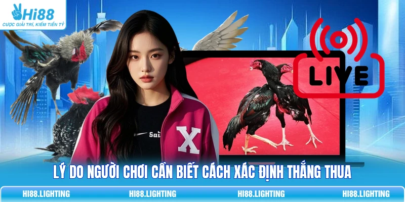 Đá Gà - Quy Tắc Phân Xử Thắng, Thua Và Hoà Trong Trận Đấu Lý do người chơi cần biết cách xác định thắng thua
