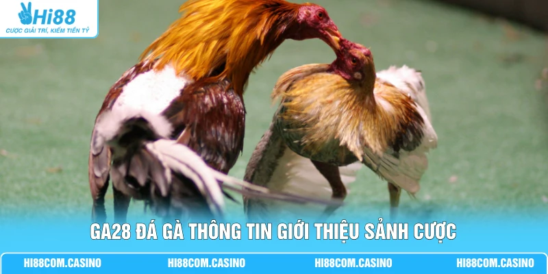 GA28 Đá Gà - Xem Chọi Kê Hấp Dẫn Với Chất Lượng Full 4K GA28 đá gà thông tin giới thiệu sảnh cược