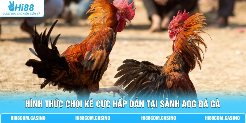 AOG Đá Gà Hi88 - Cuốn Hút Hàng Vạn Thành Viên Theo Dõi Hình thức chọi kê cực hấp dẫn tại sảnh AOG đá gà