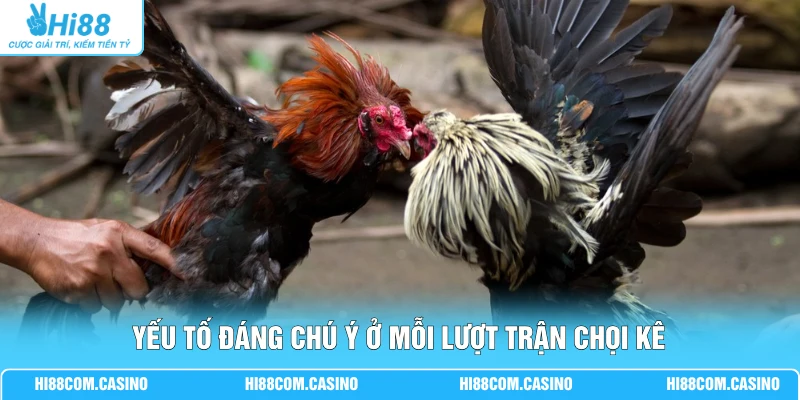 GA28 Đá Gà - Xem Chọi Kê Hấp Dẫn Với Chất Lượng Full 4K Yếu tố đáng chú ý ở mỗi lượt trận chọi kê